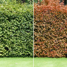 Fagus sylvatica 'Common Beech'