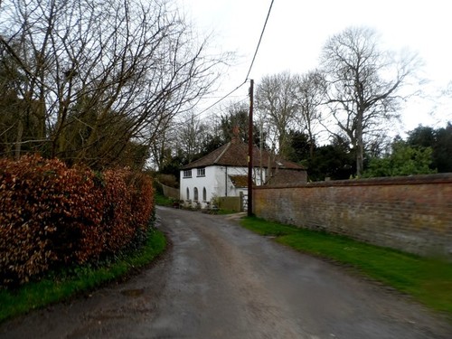 Photo adwell copper beech - a2, adwell-copper