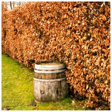 15 Green Beech Hedging Plants