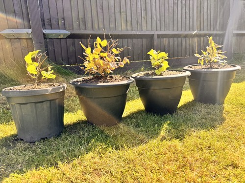 Beech hedge plants - 4x,