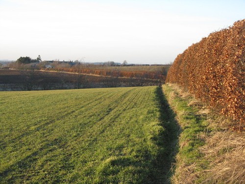 Photo beech hedge humbie - a1, at