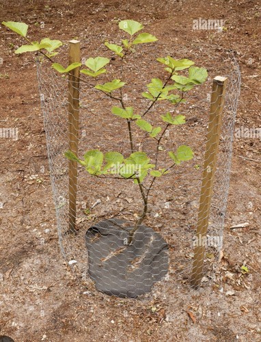 1pcs green beech - green, (fagus
