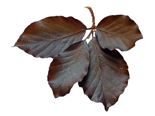 Hedging plants fagus - hedging,