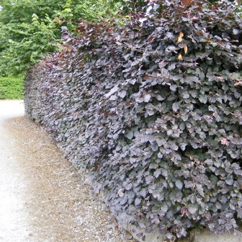 Copper beech fagus - copper, sylvatica
