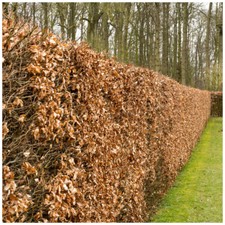 3 Green Beech Hedging Plants