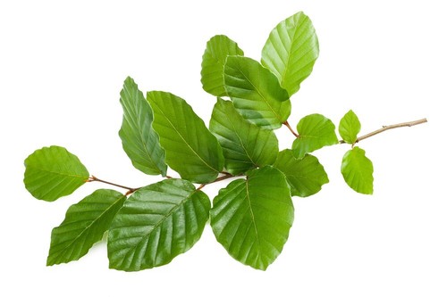 Beech tree fagus sylvatica - tree,