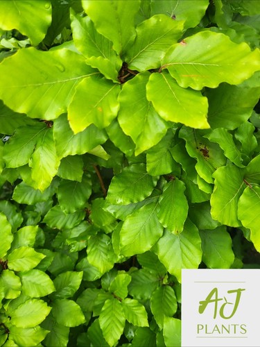 10x fagus sylvatica common - 10x,