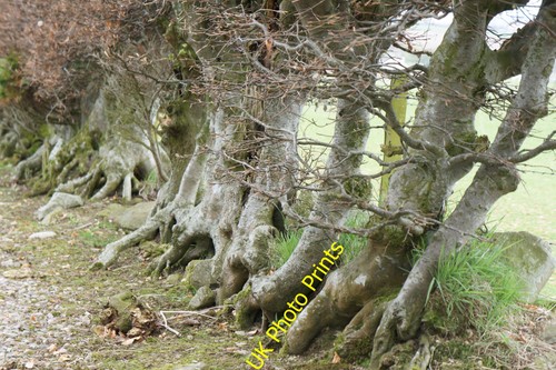 Photo beech hedge - a1,