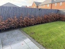 Purple Beech Hedge 1.4m x48