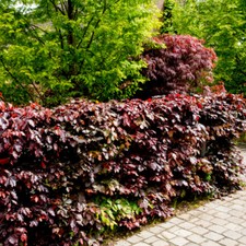 10 Copper Purple Beech Hedging