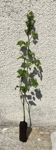 Green beech tree fagus - 1,
