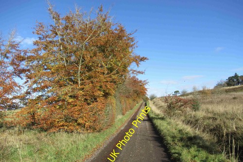 Photo beech hedge near - photo,