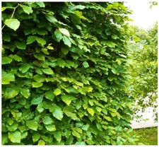1 Green Beech Hedging Plant