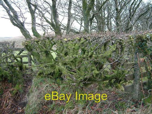 Photo 6x4 beech - beech, hedging