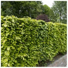 50 Green Beech Hedging Plants