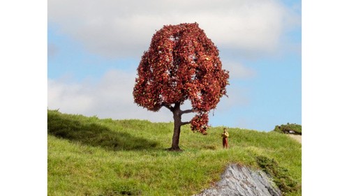 Still 20151 copper beech - 20151,