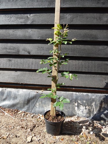 Green beech fagus - green,