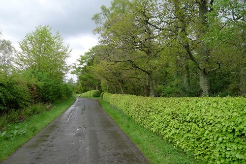Photo beech hedge on - photo,
