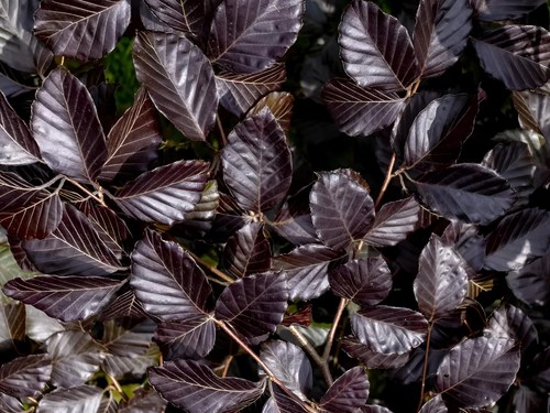 10x 5ft copper - purple, beech