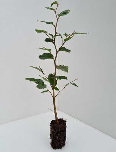 Green beech tree fagus - tree,