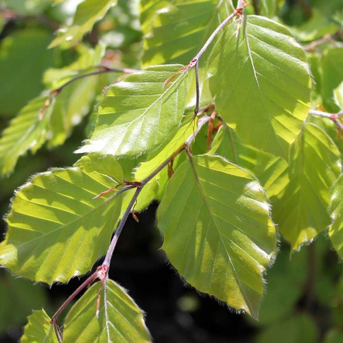 Fagus sylvatica european - sylvatica,