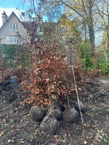 Green beech root - beech,