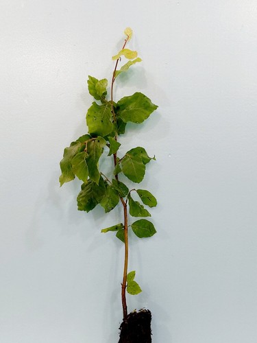 Green beech hedge plants 25cm - green,