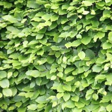10 Green Beech Hedging Plants