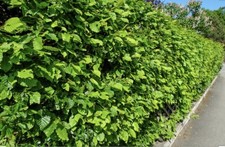 10 Green Beech Hedging Plants