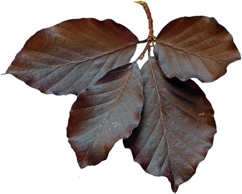 Beech tree fagus purpurea - beech,
