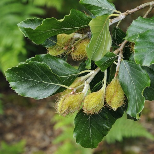 Fagus sylvatica green - t&m, sylvatica,