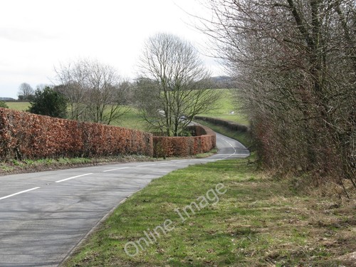 Photo 6x4 beech hedging - 6x4,
