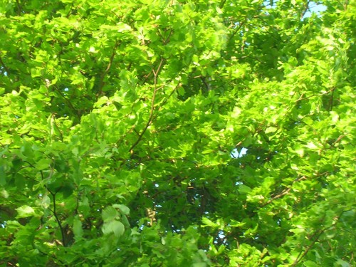 Green beech tree fagus - green,
