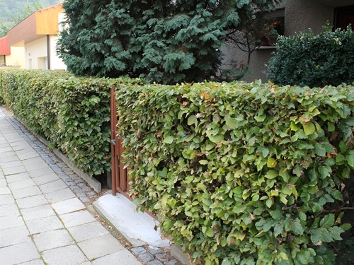 25x 4ft green beech - 25x,