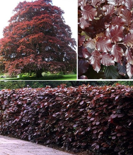 Copper beech purple - |,