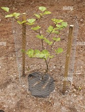 1 Green Beech Tree - Fagus