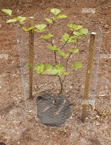 Green beech tree fagus - beech,