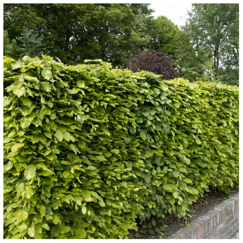 Green beech hedge tree 3 - 50,