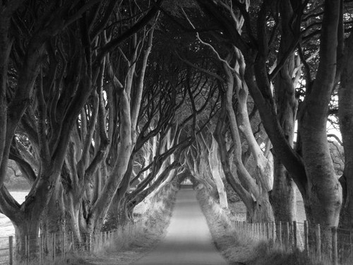 Photo dark hedges the - hedges,