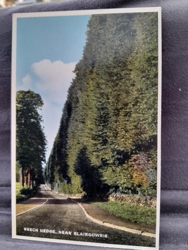 Blairgowrie beech hedge - blairgowrie, 32445