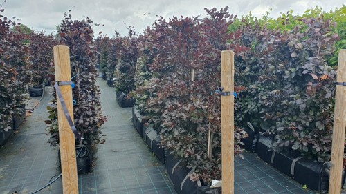 Purple beech instant hedge - purple,