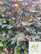 Fagus Atropurpurea - Purple