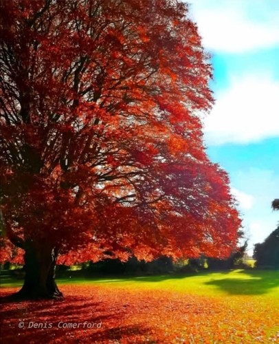 Copper beech purple 10 - ,