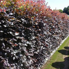 Beech Purple 40-60cm Bare Root